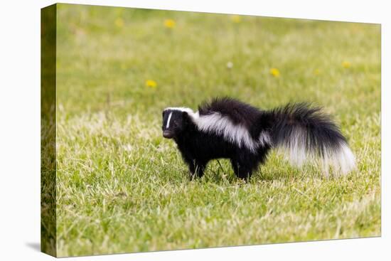 Striped skunk digging for food-Richard and Susan Day-Stretched Canvas