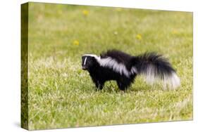 Striped skunk digging for food-Richard and Susan Day-Stretched Canvas