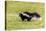 Striped skunk digging for food-Richard and Susan Day-Stretched Canvas