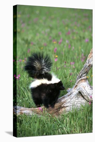 Striped Skunk in Field of Flowers, Montana-Richard and Susan Day-Stretched Canvas