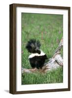 Striped Skunk in Field of Flowers, Montana-Richard and Susan Day-Framed Photographic Print