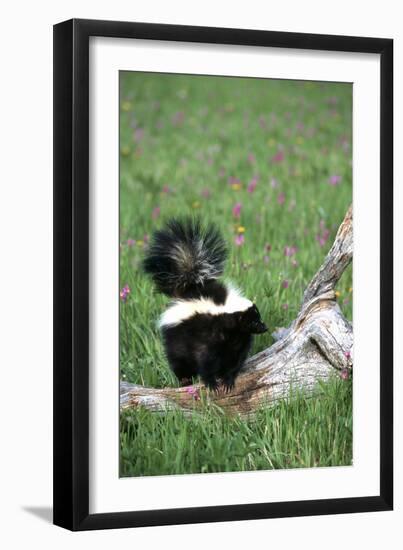 Striped Skunk in Field of Flowers, Montana-Richard and Susan Day-Framed Photographic Print