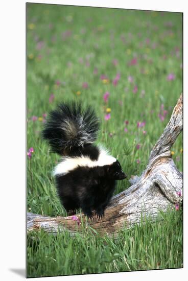 Striped Skunk in Field of Flowers, Montana-Richard and Susan Day-Mounted Premium Photographic Print
