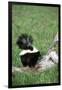 Striped Skunk in Field of Flowers, Montana-Richard and Susan Day-Framed Premium Photographic Print