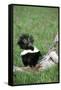 Striped Skunk in Field of Flowers, Montana-Richard and Susan Day-Framed Stretched Canvas