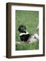 Striped Skunk in Field of Flowers, Montana-Richard and Susan Day-Framed Photographic Print