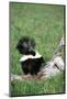 Striped Skunk in Field of Flowers, Montana-Richard and Susan Day-Mounted Photographic Print