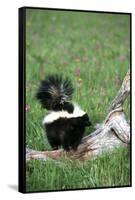 Striped Skunk in Field of Flowers, Montana-Richard and Susan Day-Framed Stretched Canvas