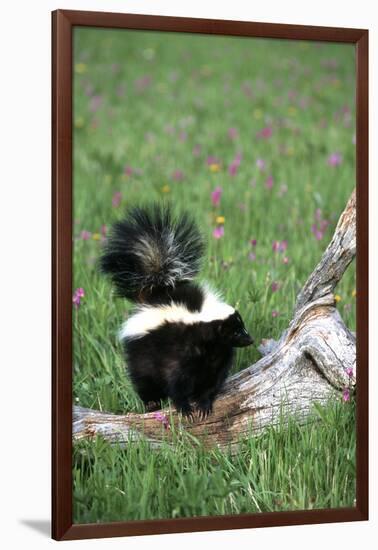 Striped Skunk in Field of Flowers, Montana-Richard and Susan Day-Framed Photographic Print