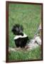 Striped Skunk in Field of Flowers, Montana-Richard and Susan Day-Framed Photographic Print