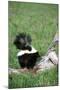 Striped Skunk in Field of Flowers, Montana-Richard and Susan Day-Mounted Photographic Print