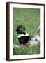 Striped Skunk in Field of Flowers, Montana-Richard and Susan Day-Framed Photographic Print