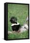 Striped Skunk in Field of Flowers, Montana-Richard and Susan Day-Framed Stretched Canvas