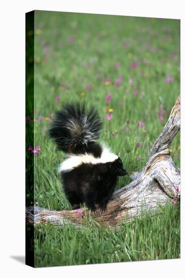 Striped Skunk in Field of Flowers, Montana-Richard and Susan Day-Stretched Canvas