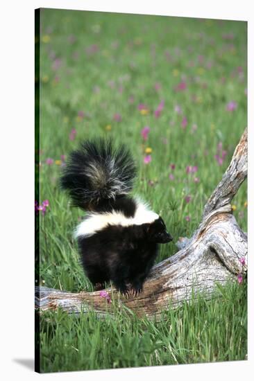 Striped Skunk in Field of Flowers, Montana-Richard and Susan Day-Stretched Canvas
