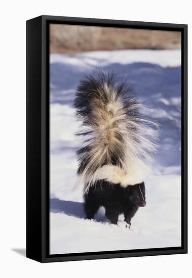 Striped Skunk in the Snow-DLILLC-Framed Stretched Canvas