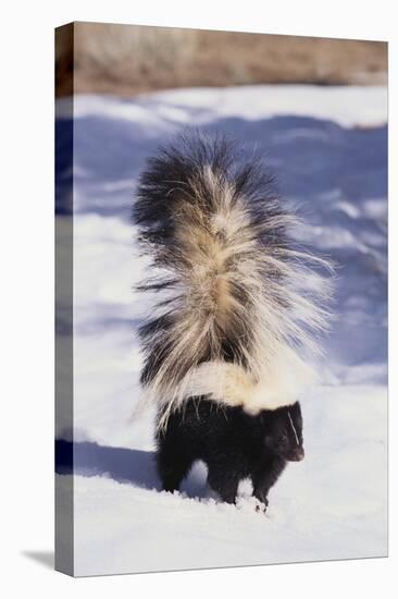 Striped Skunk in the Snow-DLILLC-Stretched Canvas