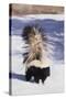 Striped Skunk in the Snow-DLILLC-Stretched Canvas