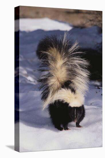 Striped Skunk in the Snow-DLILLC-Stretched Canvas