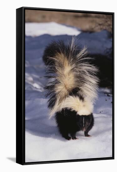 Striped Skunk in the Snow-DLILLC-Framed Stretched Canvas