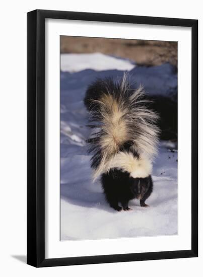 Striped Skunk in the Snow-DLILLC-Framed Premium Photographic Print