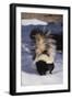 Striped Skunk in the Snow-DLILLC-Framed Premium Photographic Print