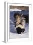 Striped Skunk in the Snow-DLILLC-Framed Premium Photographic Print