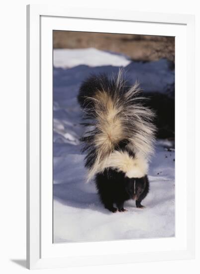 Striped Skunk in the Snow-DLILLC-Framed Premium Photographic Print