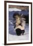 Striped Skunk in the Snow-DLILLC-Framed Premium Photographic Print