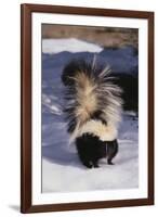 Striped Skunk in the Snow-DLILLC-Framed Premium Photographic Print