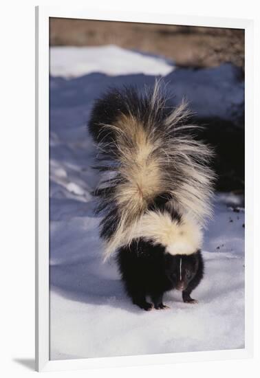 Striped Skunk in the Snow-DLILLC-Framed Premium Photographic Print