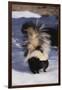 Striped Skunk in the Snow-DLILLC-Framed Premium Photographic Print