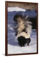 Striped Skunk in the Snow-DLILLC-Framed Premium Photographic Print