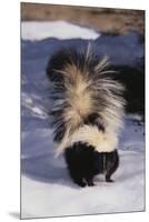 Striped Skunk in the Snow-DLILLC-Mounted Premium Photographic Print