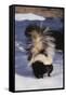 Striped Skunk in the Snow-DLILLC-Framed Stretched Canvas