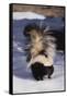 Striped Skunk in the Snow-DLILLC-Framed Stretched Canvas