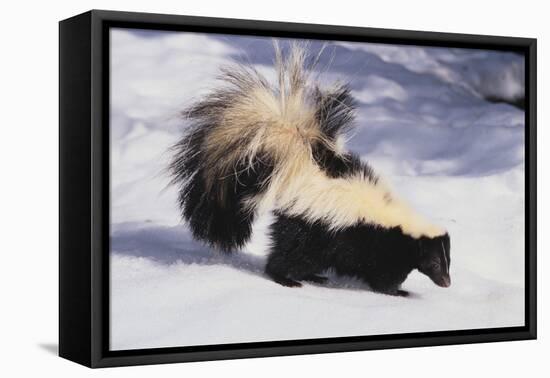 Striped Skunk in the Snow-DLILLC-Framed Stretched Canvas