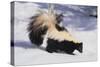 Striped Skunk in the Snow-DLILLC-Stretched Canvas