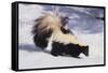 Striped Skunk in the Snow-DLILLC-Framed Stretched Canvas