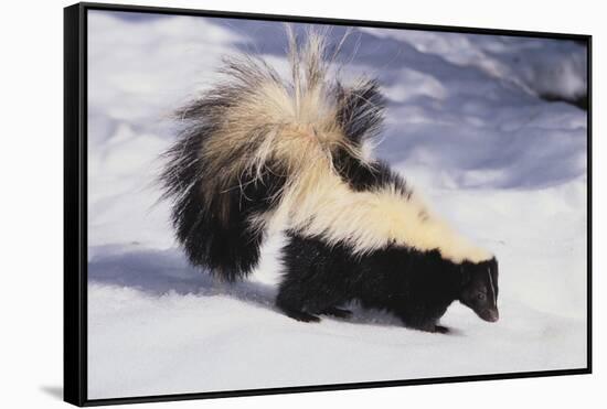 Striped Skunk in the Snow-DLILLC-Framed Stretched Canvas