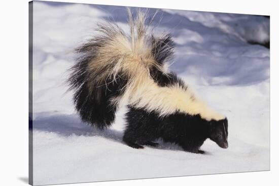 Striped Skunk in the Snow-DLILLC-Stretched Canvas