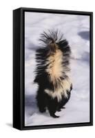 Striped Skunk in the Snow-DLILLC-Framed Stretched Canvas