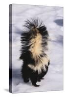 Striped Skunk in the Snow-DLILLC-Stretched Canvas