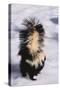 Striped Skunk in the Snow-DLILLC-Stretched Canvas