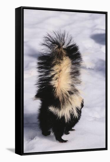 Striped Skunk in the Snow-DLILLC-Framed Stretched Canvas