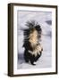 Striped Skunk in the Snow-DLILLC-Framed Premium Photographic Print