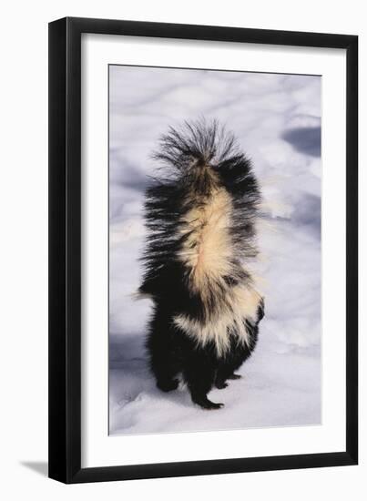 Striped Skunk in the Snow-DLILLC-Framed Premium Photographic Print