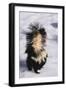 Striped Skunk in the Snow-DLILLC-Framed Premium Photographic Print