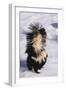 Striped Skunk in the Snow-DLILLC-Framed Premium Photographic Print