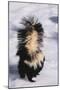 Striped Skunk in the Snow-DLILLC-Mounted Premium Photographic Print